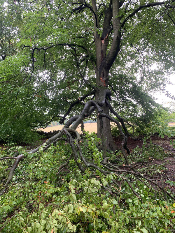 tree