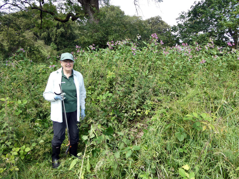 Balsam everywhere