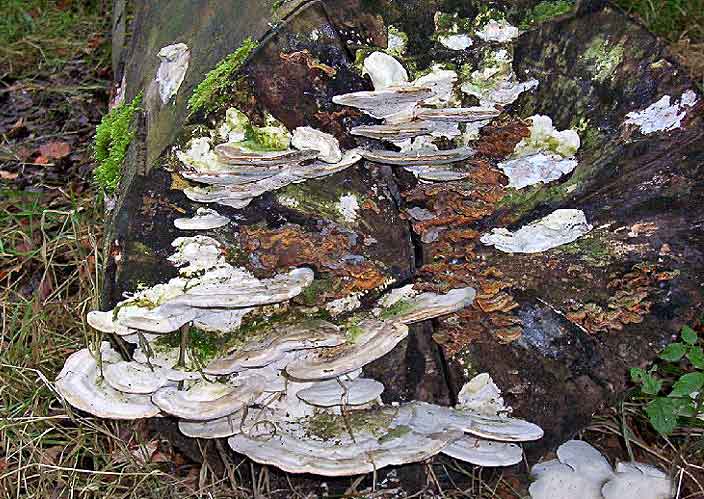 Bracket Fungus